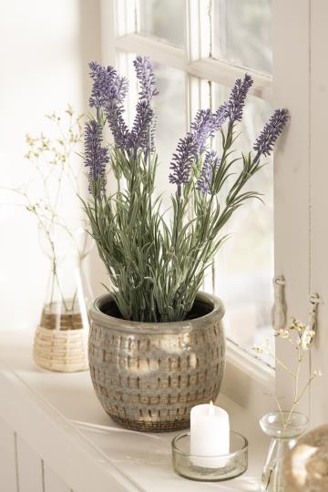Lavender in Pot