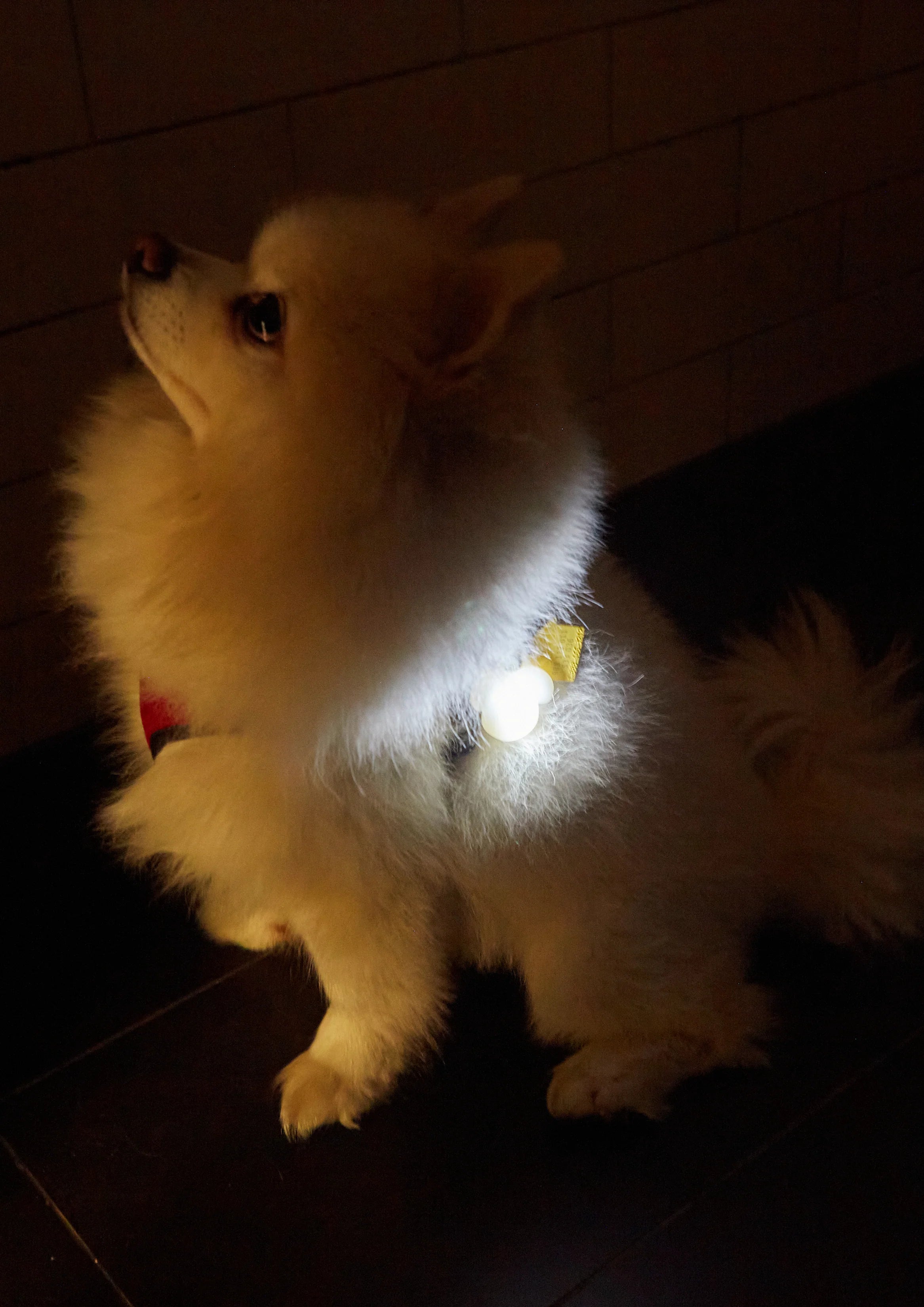 Kobe Light Up Name Tag