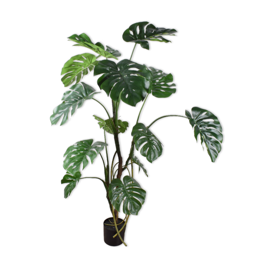 Monstera