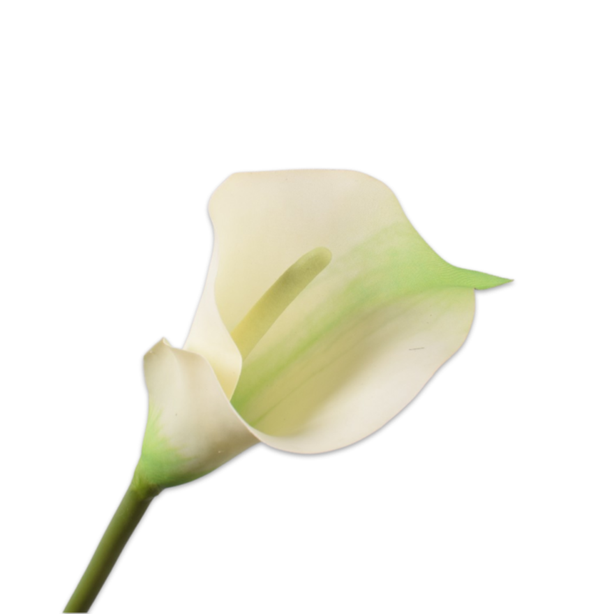 Calla Stem CR/GRN