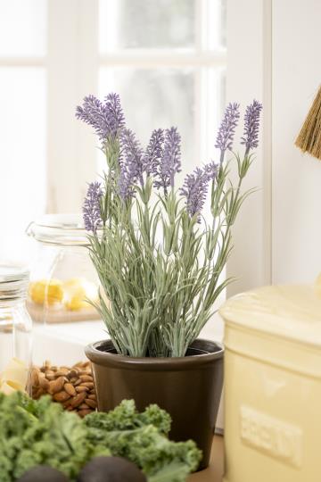 Lavender in Pot