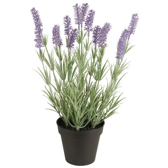 Lavender in Pot