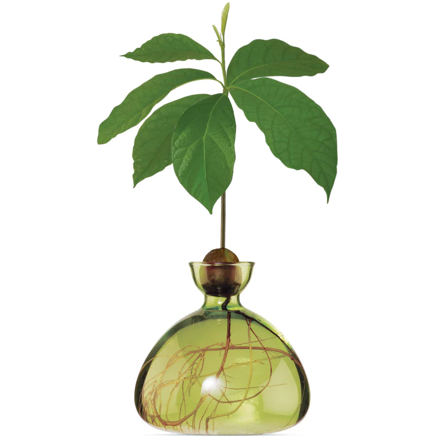 Avocado Vase