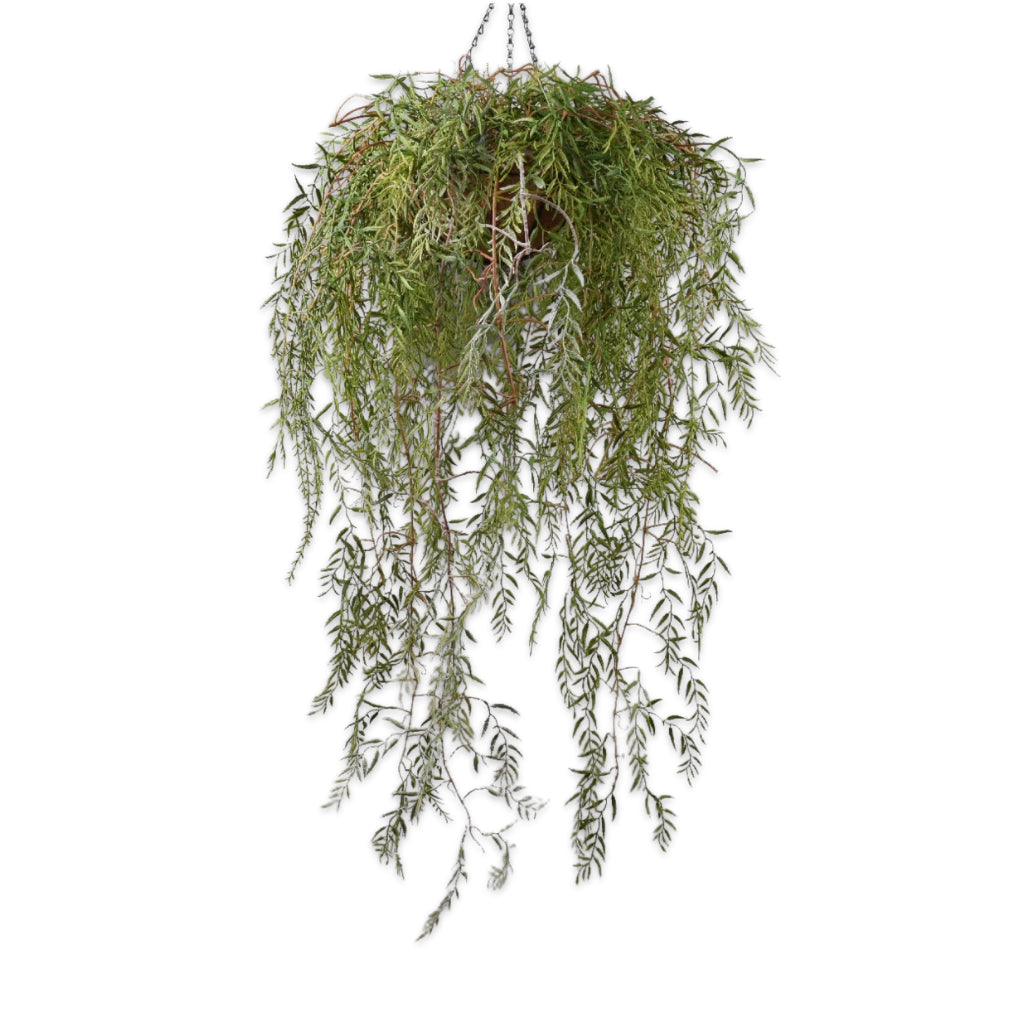 Hanging Plant