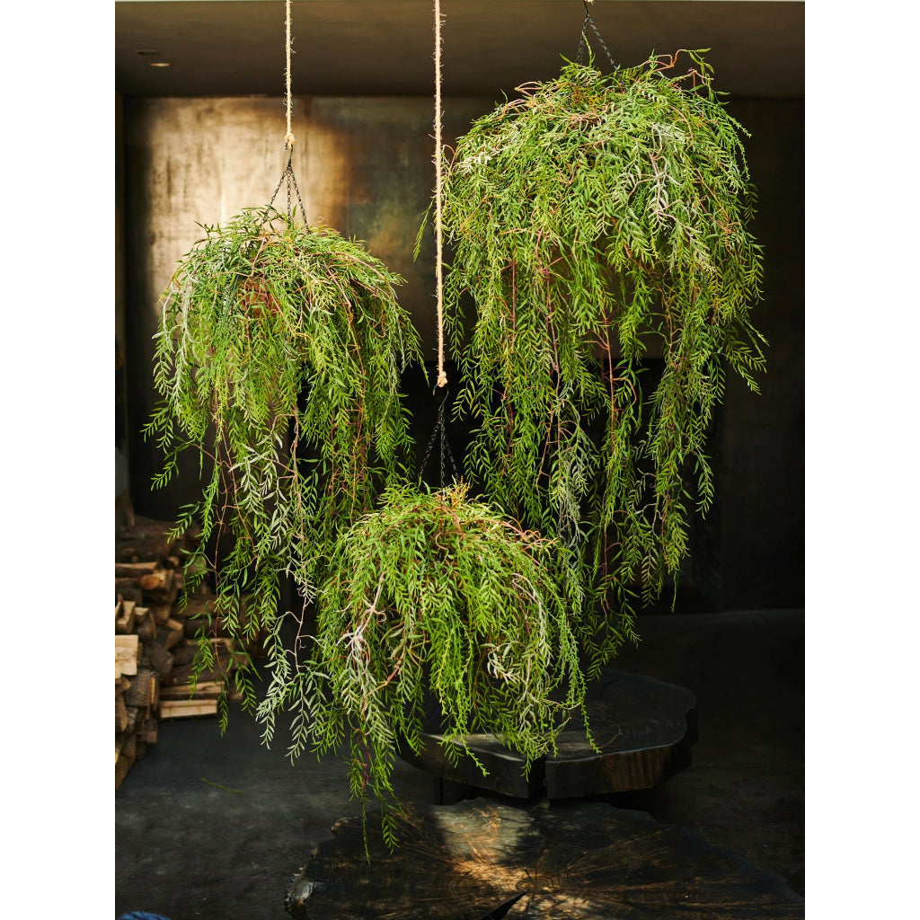 Hanging Plant