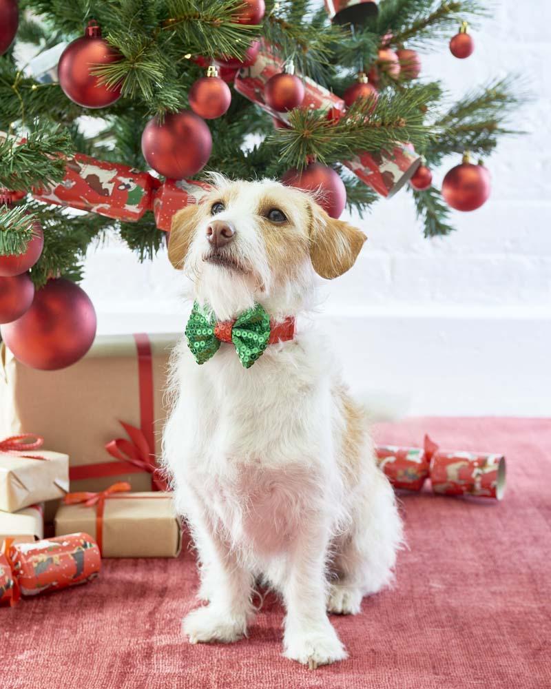 Christmas Pet Bow Tie